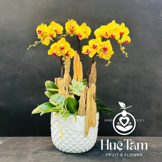 Lan Hồ Điệp 2 