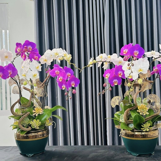 Lan Hồ Điệp 5 
