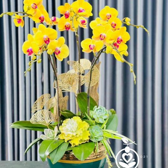 Lan Hồ Điệp 3 