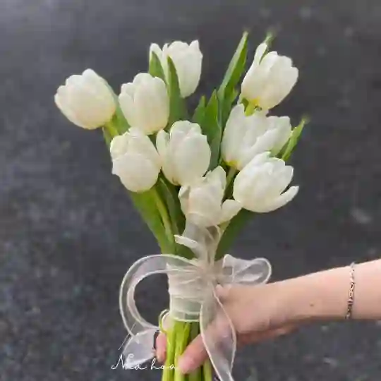 🤍 Bó Hoa Tulip Trắng – Tinh Khôi Lời Yêu 🤍 