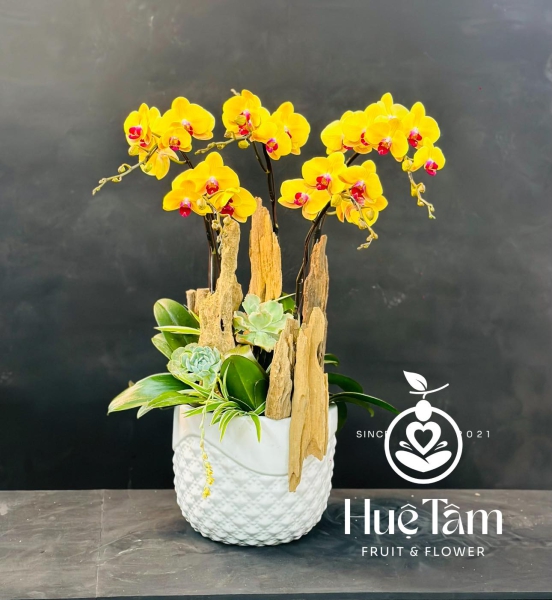 Lan Hồ Điệp 2