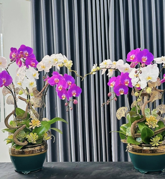 Lan Hồ Điệp 5